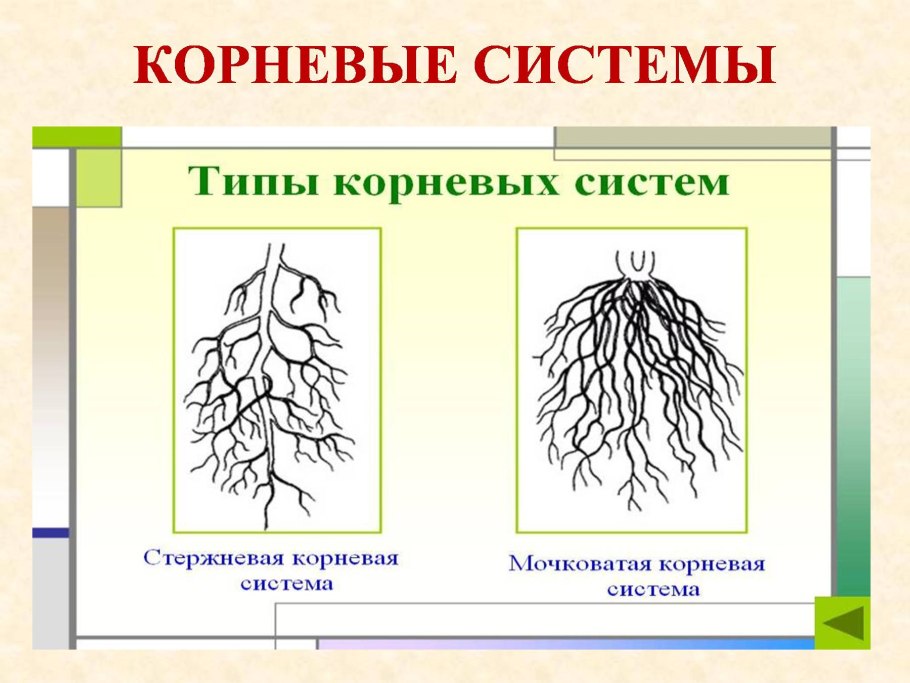 Таблица стержневая и мочковатая корневые системы ответы