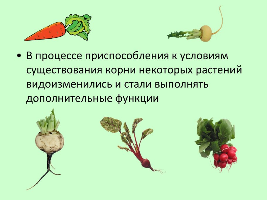 Метаморфоз корня 6 класс