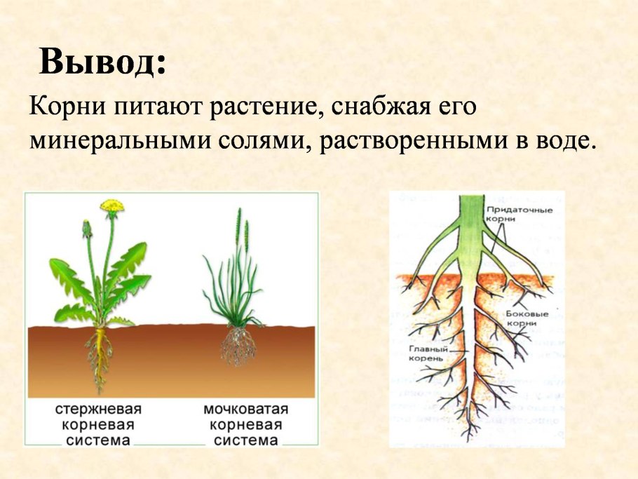 Корнеплоды презентация