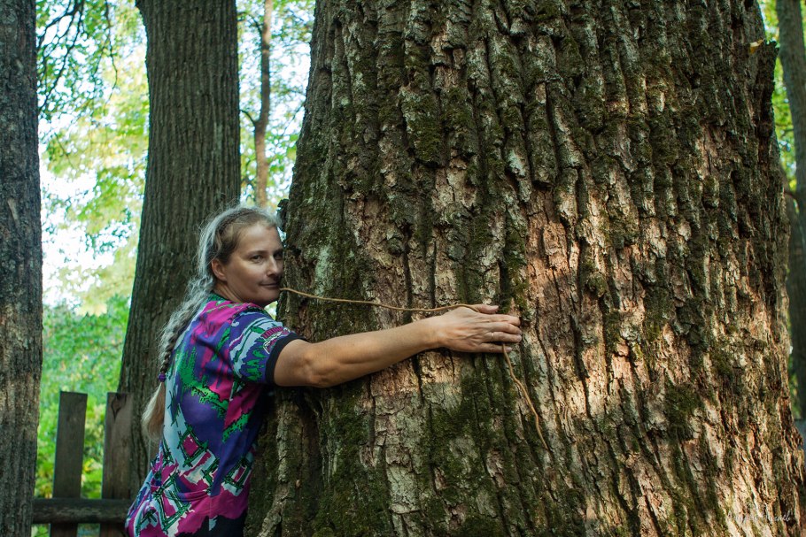 Дуб черешчатый Таганрог