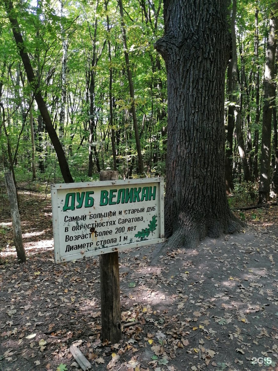 Вешенская дуб великан