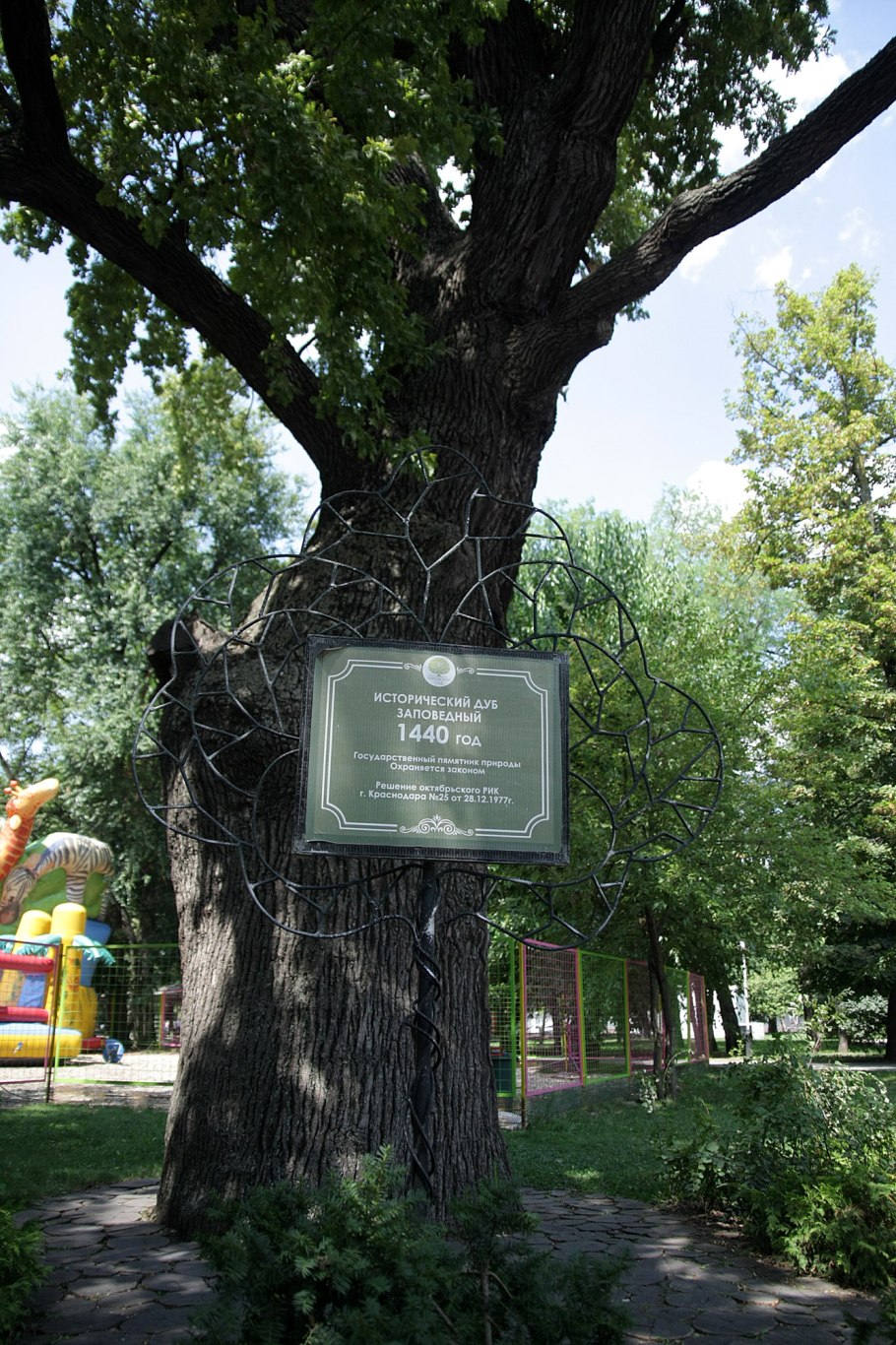 Беловежская пуща дубы