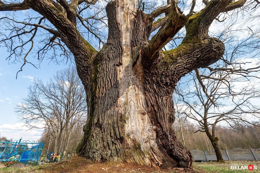 Дуб монумент