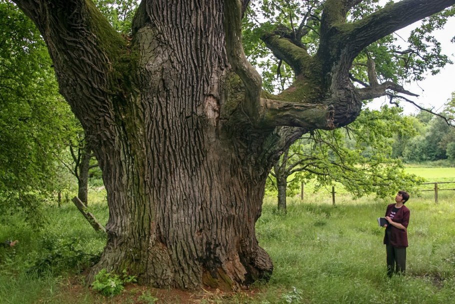 Самое старое дерево Краснодара