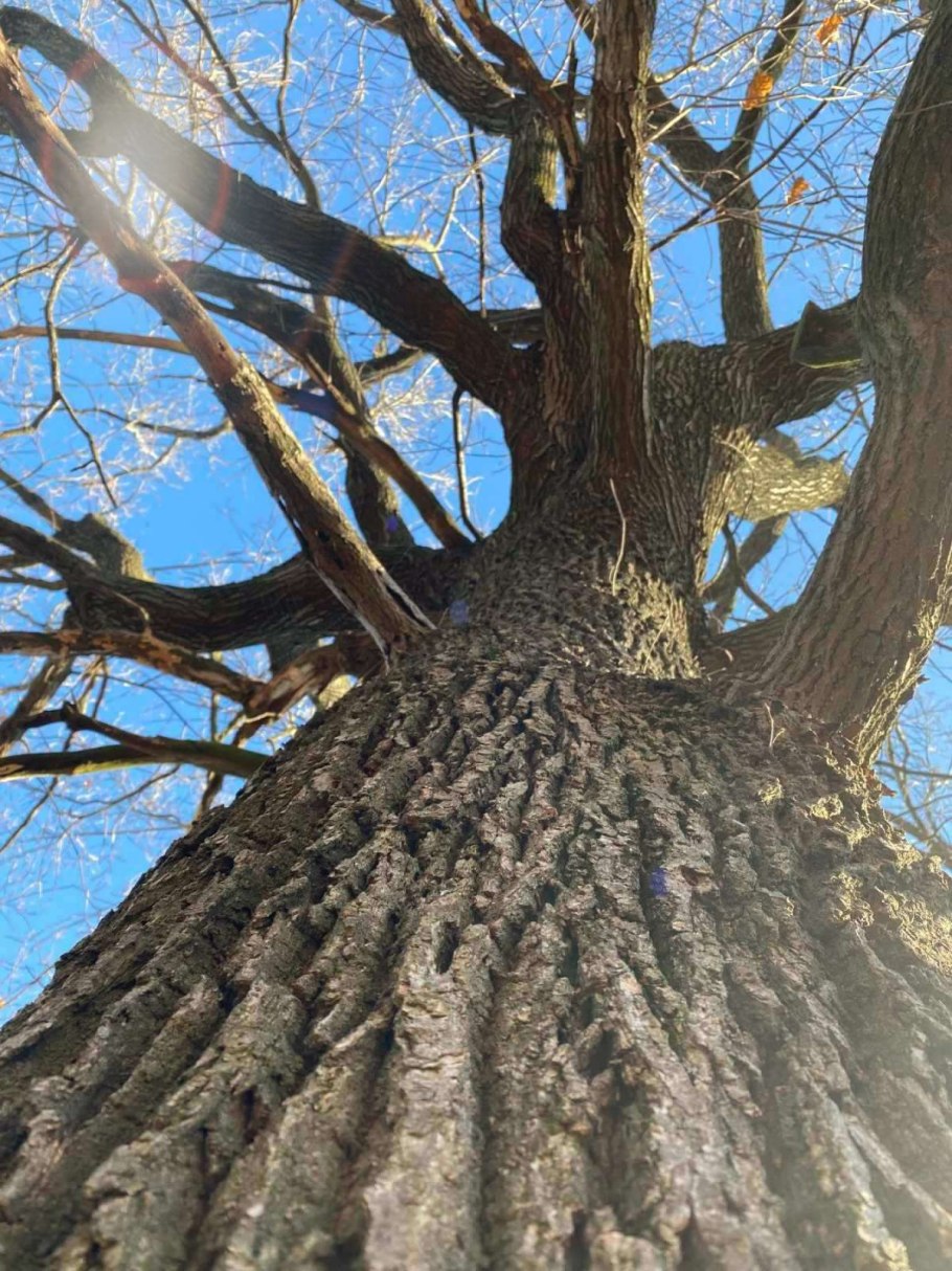 Кумысная Поляна дуб великан