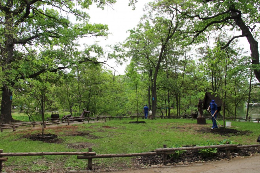 Дуб черешчатый крона