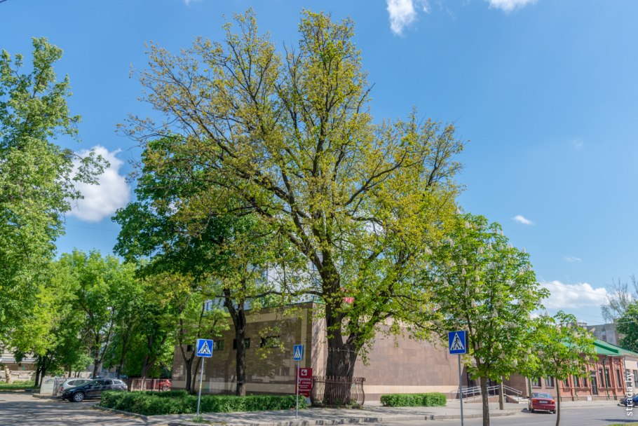 Дуб Шолохова