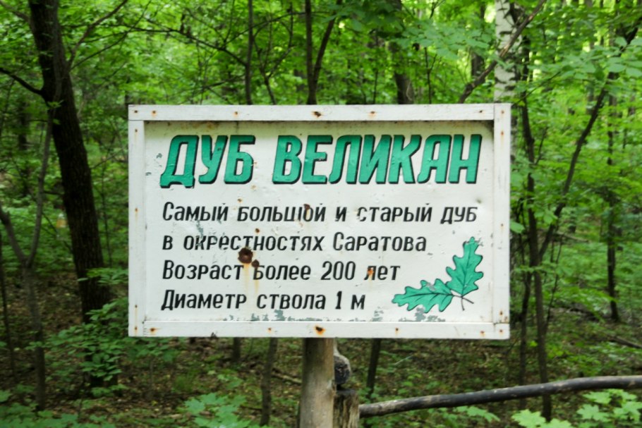 Дуб старейшина чувашских Дубов Чувашия