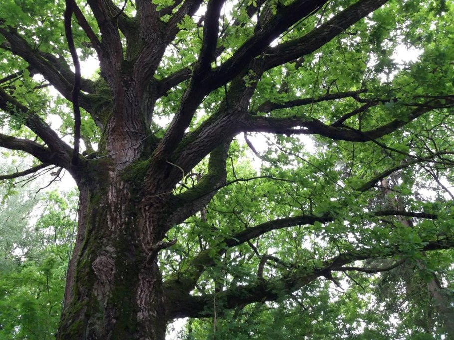 Платан Краснодар дерево