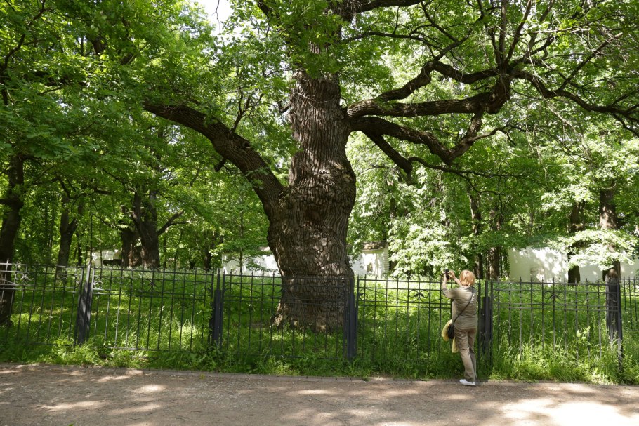 20 Летний дуб