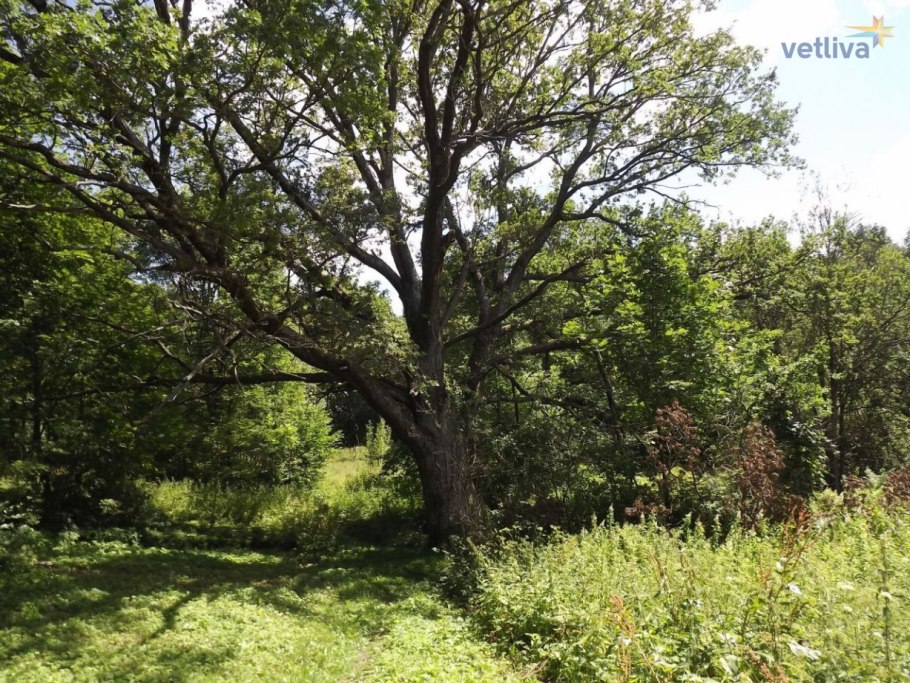 Дуб великан на Кумысной Поляне