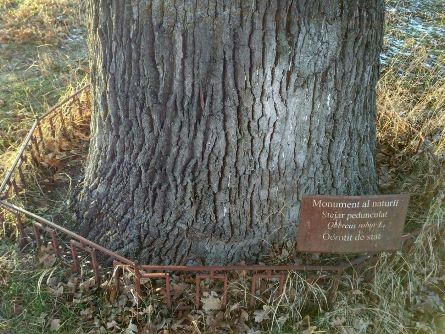 Дубовые исполины