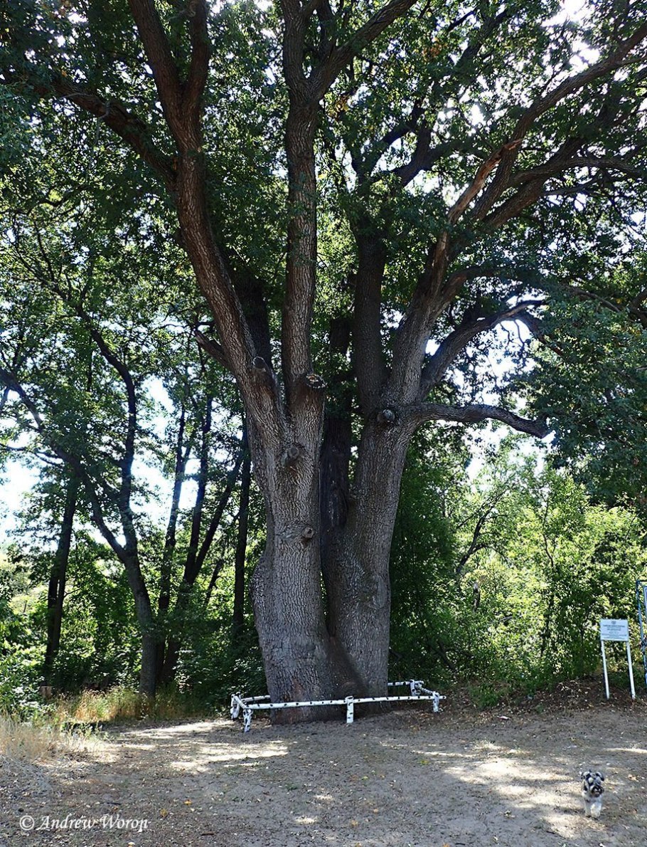 Дуб великан Агой