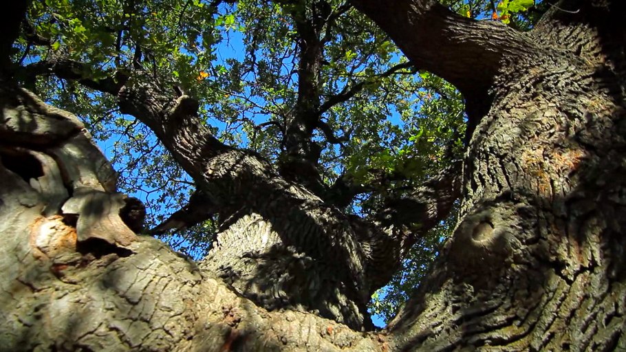 Дуб Суворова Калининград