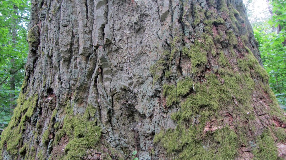 Дуб великан в Краснодаре парк Горького