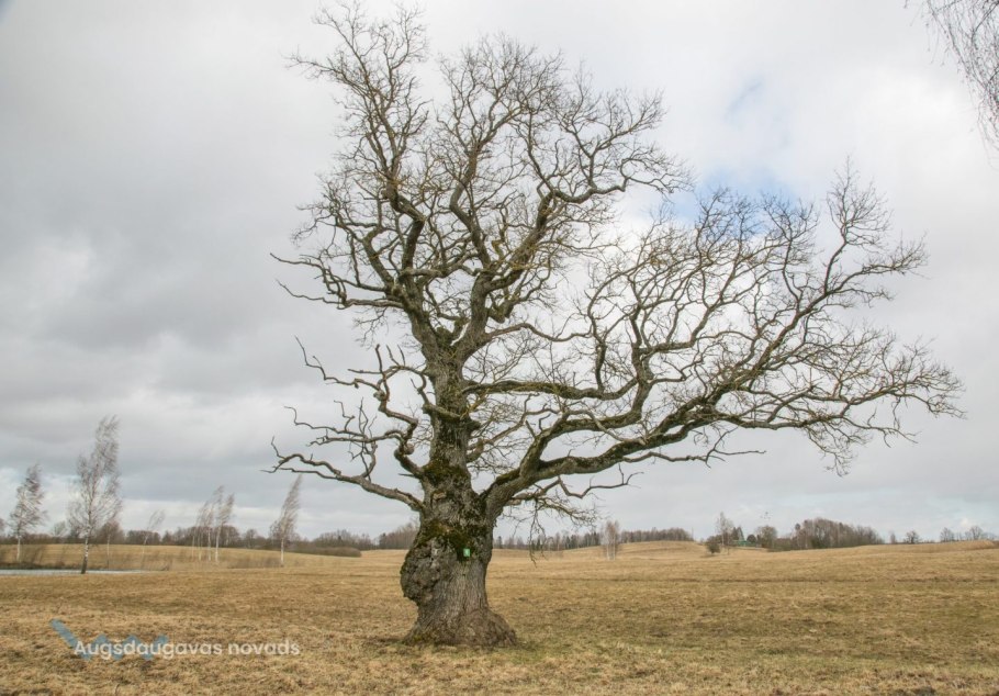 Пушкинский бульвар Ростов