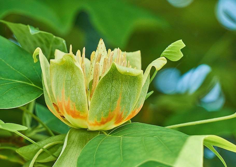 Liriodendron tulipifera тюльпановое дерево