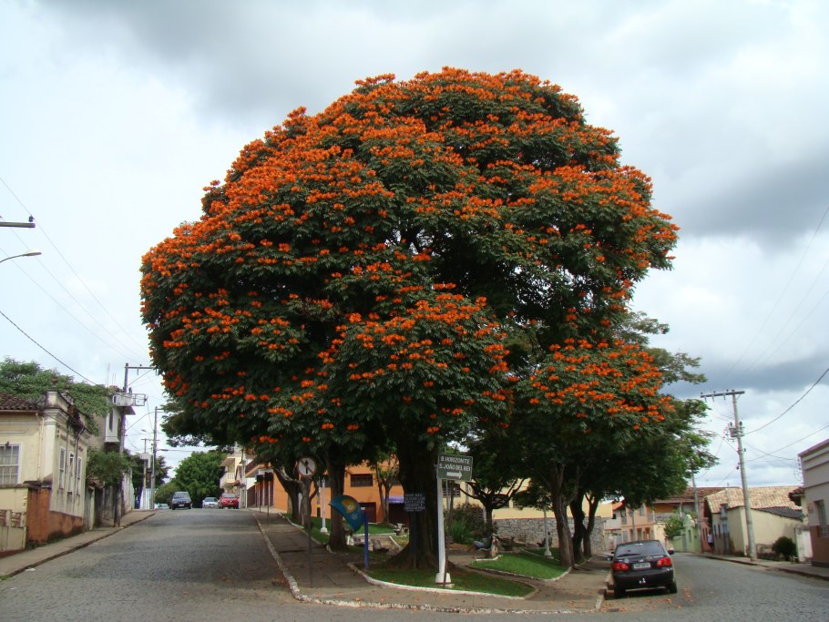 Лириодендрон Тюльпановый