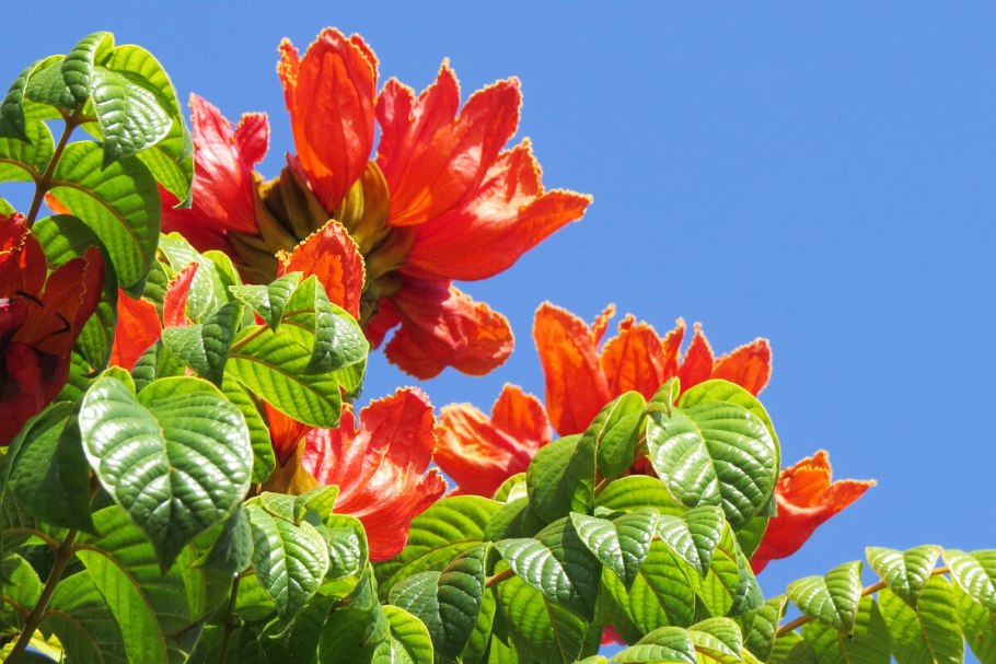 Лириодендрон тюльпанный