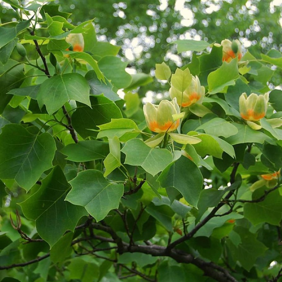 Liriodendron chinense