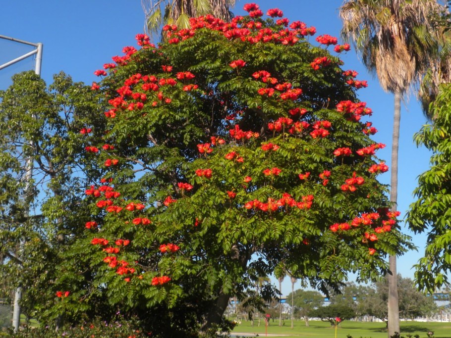 Тюльпановое дерево Лириодендрон