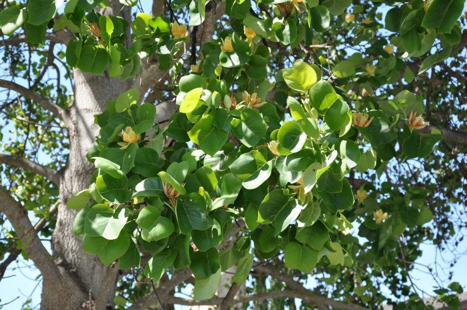 Тюльпановое дерево ареал