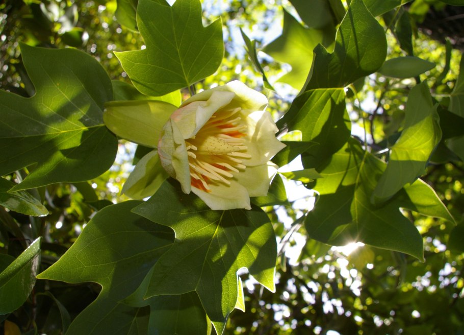 Liriodendron chinense