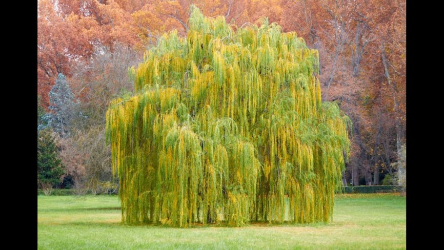 Ива белая (ветла) Salix Alba