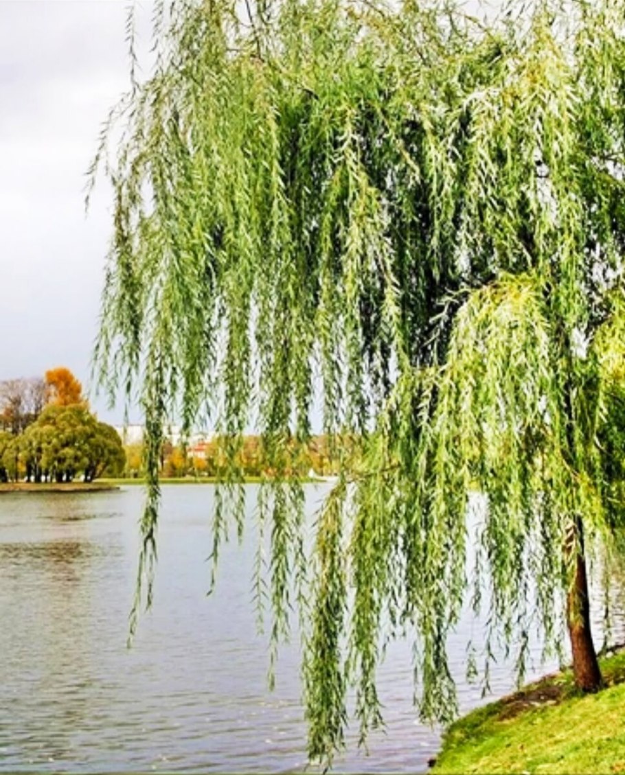 Плакучая Ива дерево