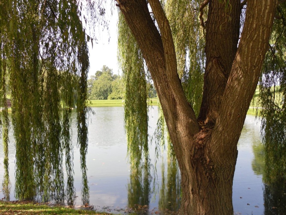 Ива белая (ветла) Salix Alba