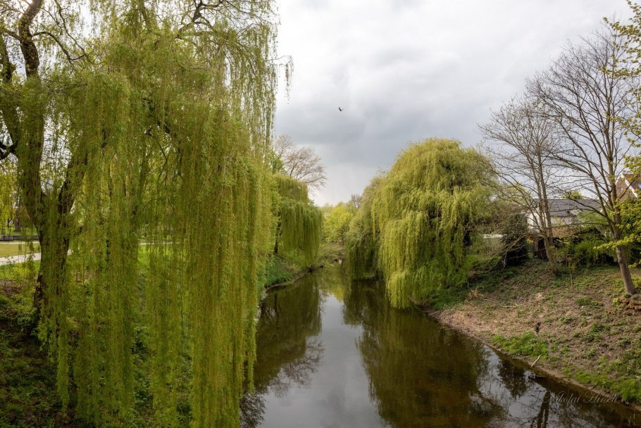 Ива белая плакучая
