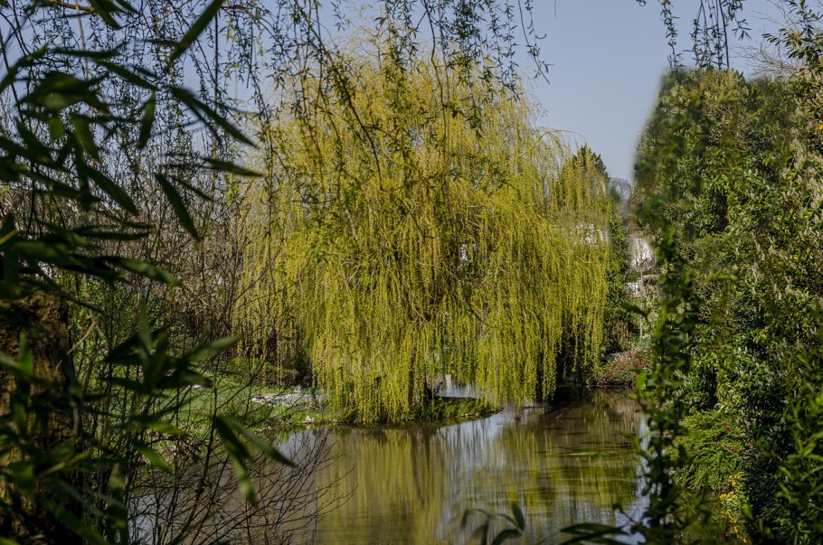 Ива повислая Вавилонская