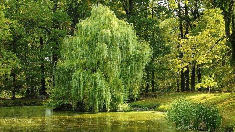 Ива белая плакучая