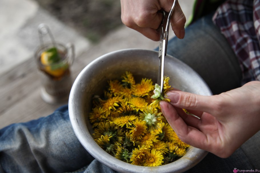 Одуванчик лекарственный мед