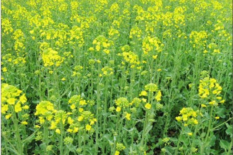 Сельскохозяйственная культура рапс