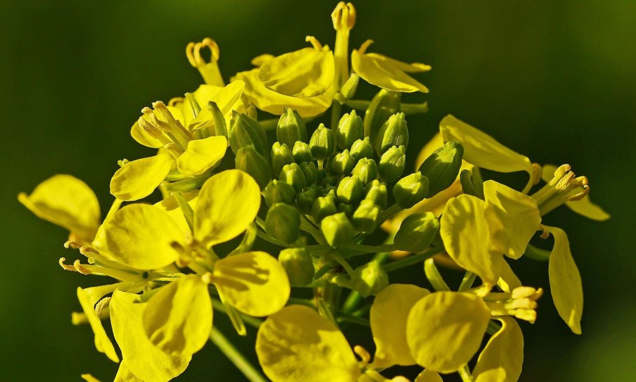 Соцветие рапса