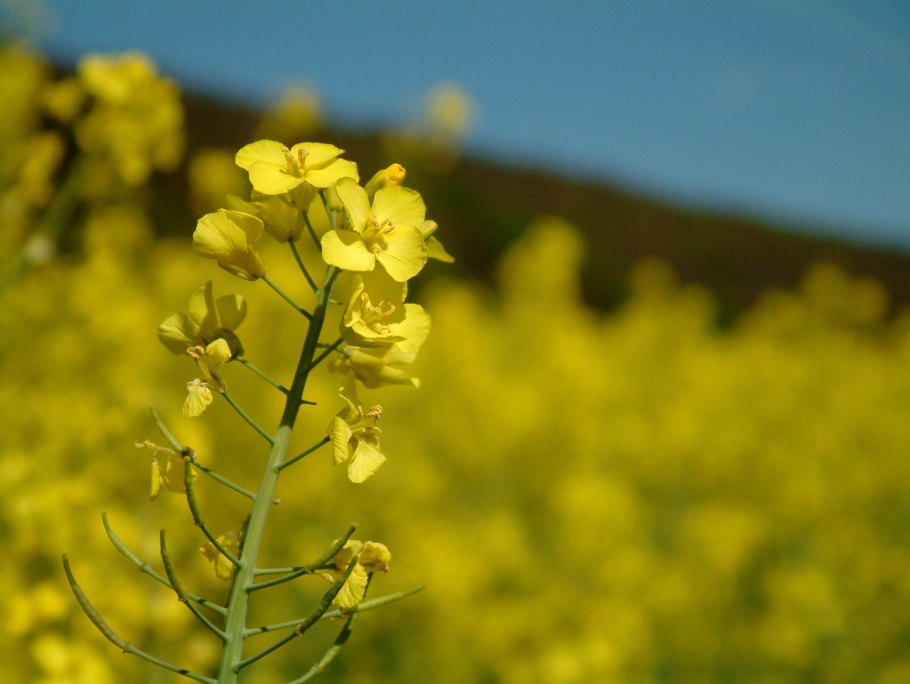Культура которая цветет желтым