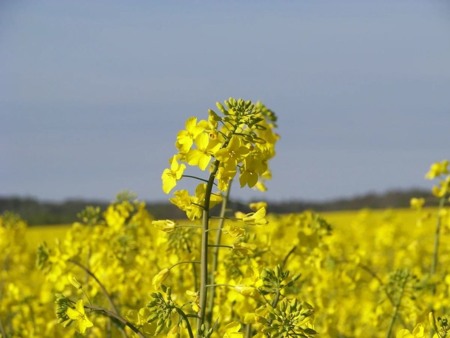 Горчица белая (Sinapis Alba l.)