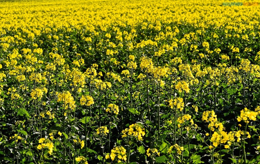 Крестоцветные травянистые растения