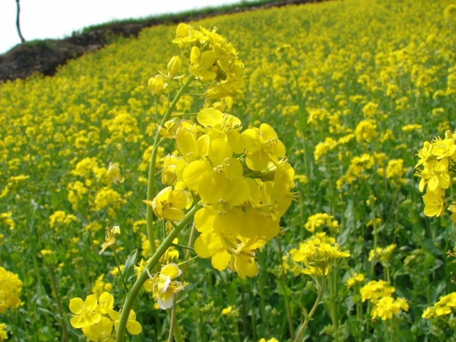 Растение Рыжик рыжиковое масло