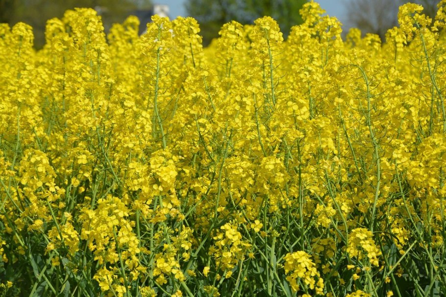 Горчица сарептская растение