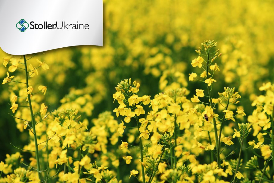 Рапс крестоцветное растение