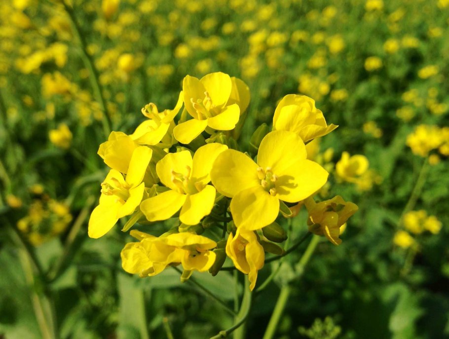 Горчица растение семена