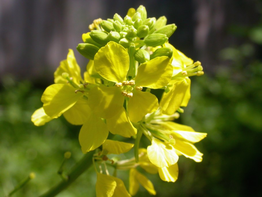 Brassica nigra - горчица черная