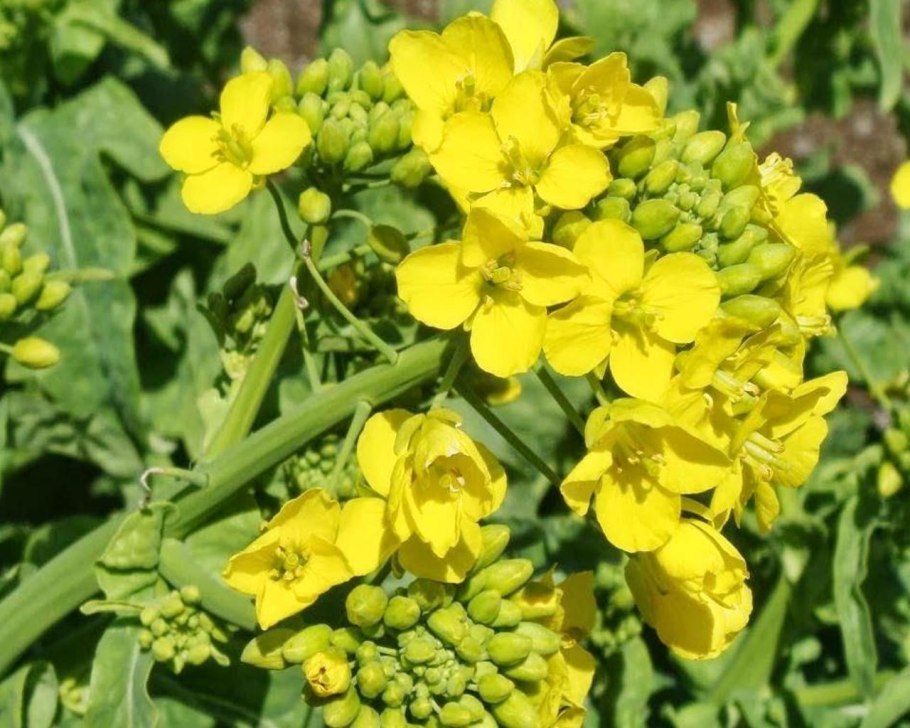 Горчица сарептская brassica juncea