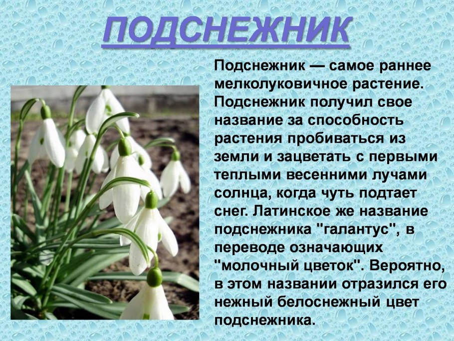 Подснежник плосколистный красная книга
