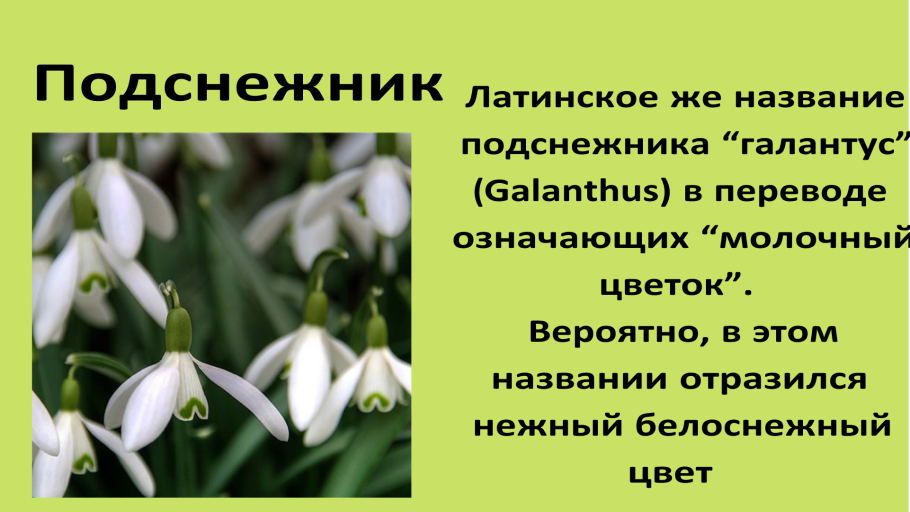 Подснежник презентация