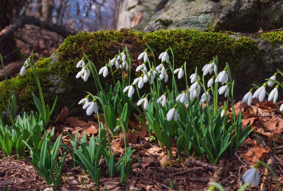 Galanthus nivalis l. Подснежник снежный