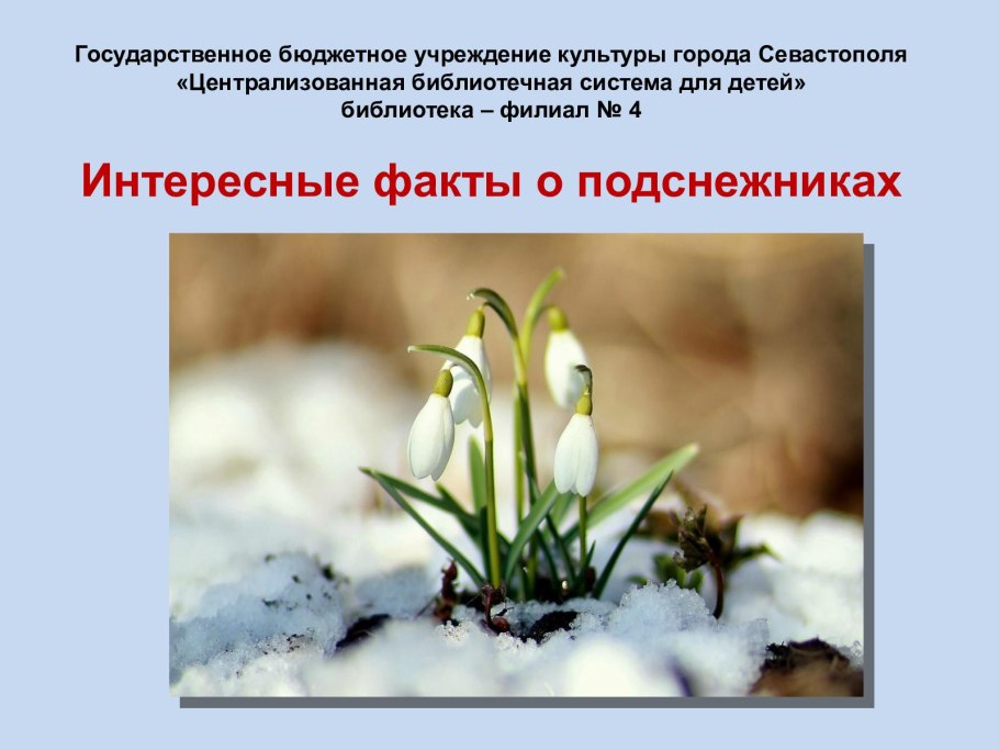 Луковица подснежника