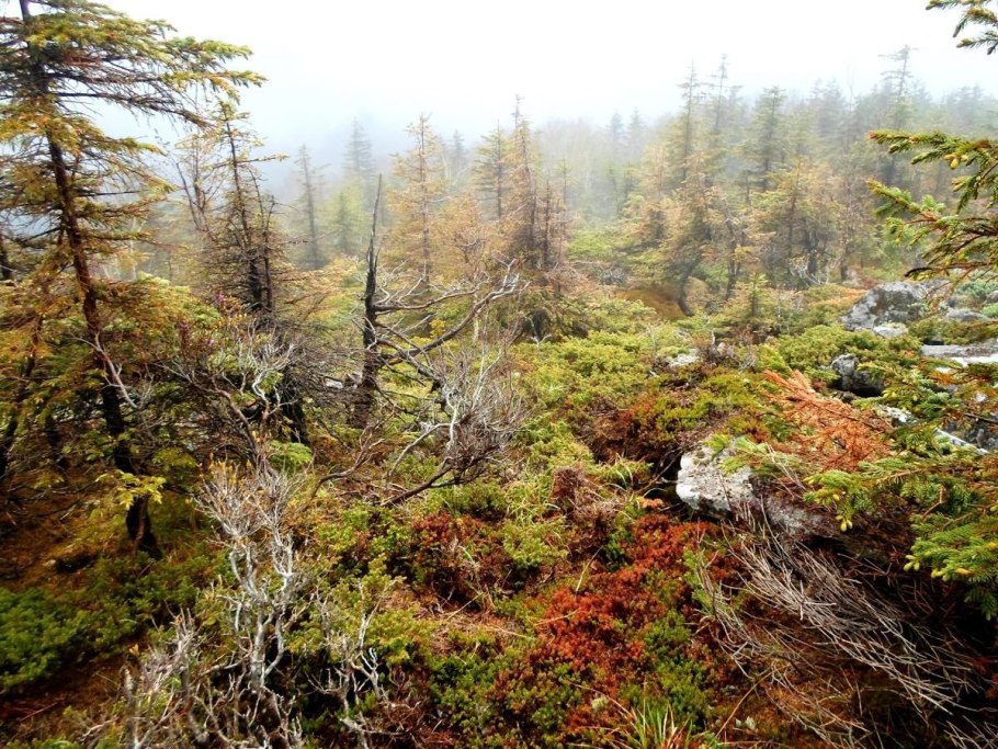 Комсомольский заповедник Хабаровский край